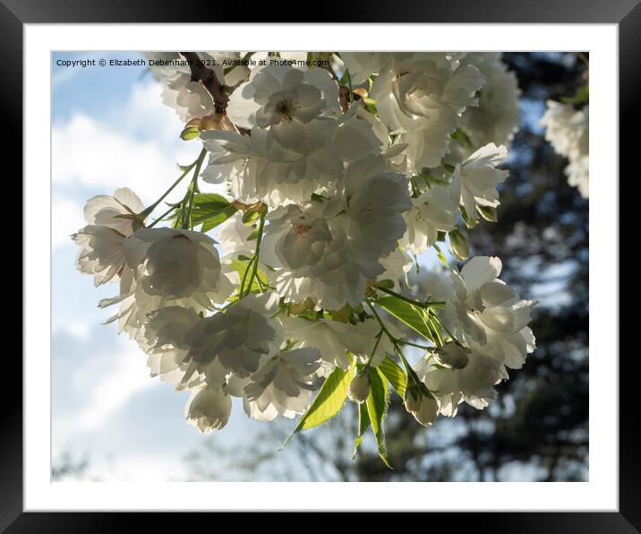 White Flowering Cherry Blossom Framed Mounted Print by Elizabeth Debenham