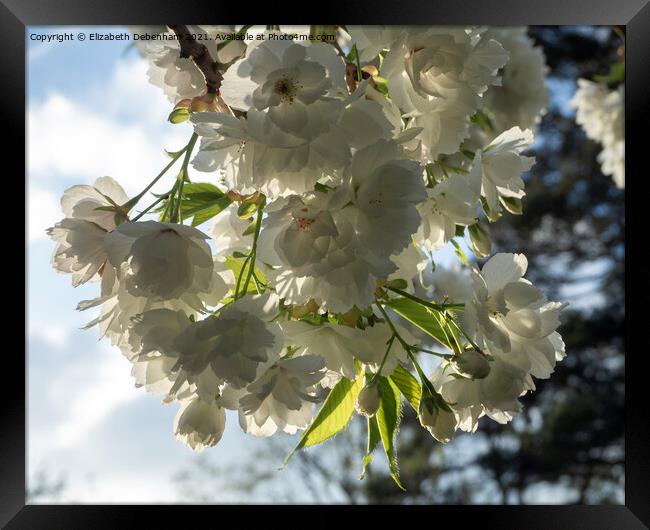 White Flowering Cherry Blossom Framed Print by Elizabeth Debenham