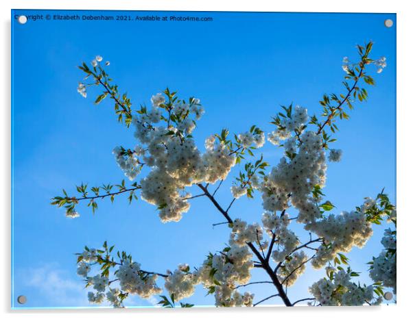 Beautiful white flowering cherry blossom Acrylic by Elizabeth Debenham