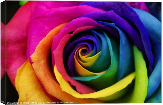 Abstract colourful rose Canvas Print by Phillip Jones