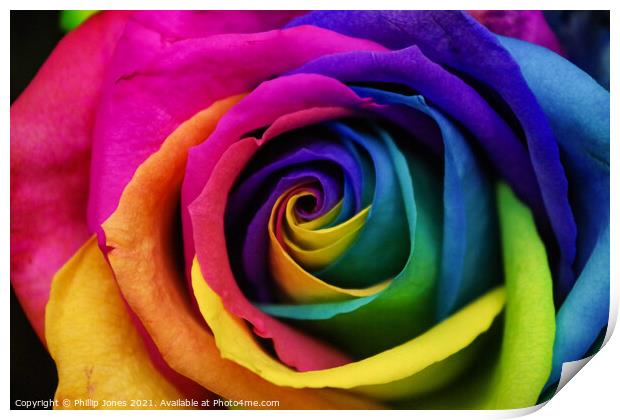 Abstract colourful rose Print by Phillip Jones
