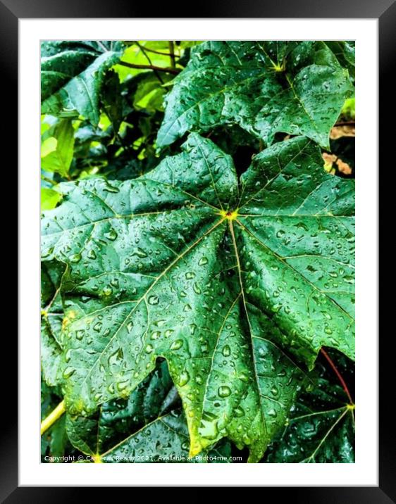 Plant leaves Framed Mounted Print by Paddy 