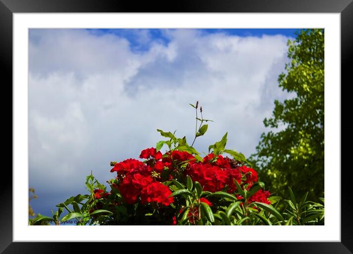 Flowers Under the Sky Framed Mounted Print by Sylvia George