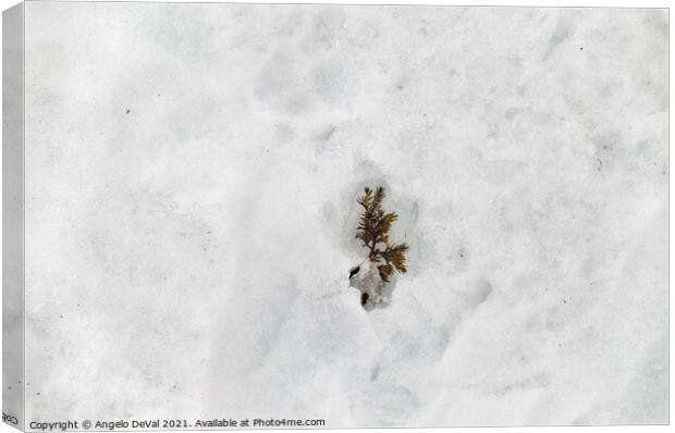 Winter Wonderland Pine Tree Leaves on Snow Canvas Print by Angelo DeVal