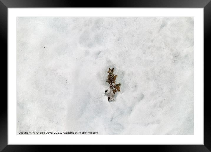 Winter Wonderland Pine Tree Leaves on Snow Framed Mounted Print by Angelo DeVal