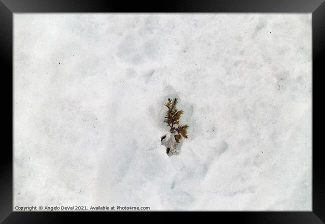 Winter Wonderland Pine Tree Leaves on Snow Framed Print by Angelo DeVal