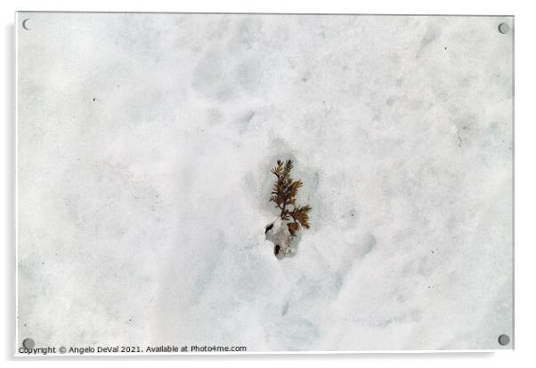 Winter Wonderland Pine Tree Leaves on Snow Acrylic by Angelo DeVal