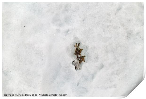 Winter Wonderland Pine Tree Leaves on Snow Print by Angelo DeVal