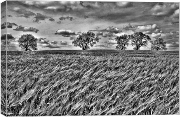 The wind that blows the barley. Canvas Print by mick vardy