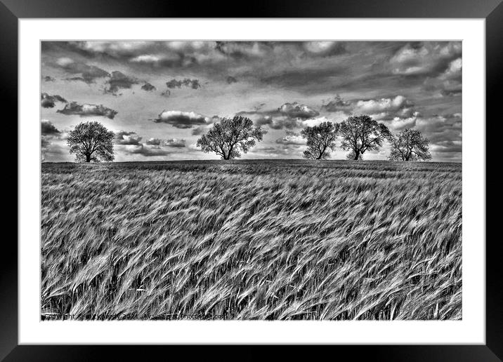 The wind that blows the barley. Framed Mounted Print by mick vardy