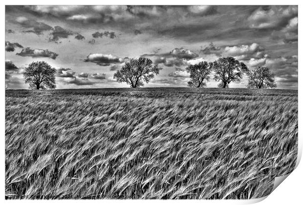 The wind that blows the barley. Print by mick vardy