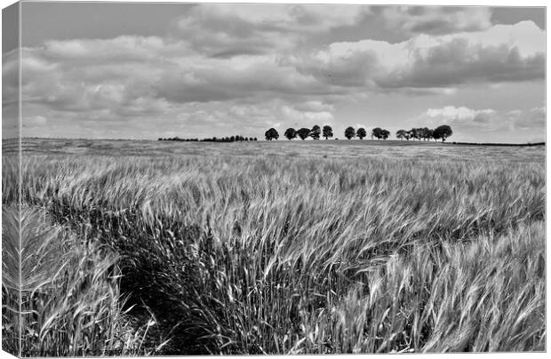 Tramlines in the barley field. Canvas Print by mick vardy