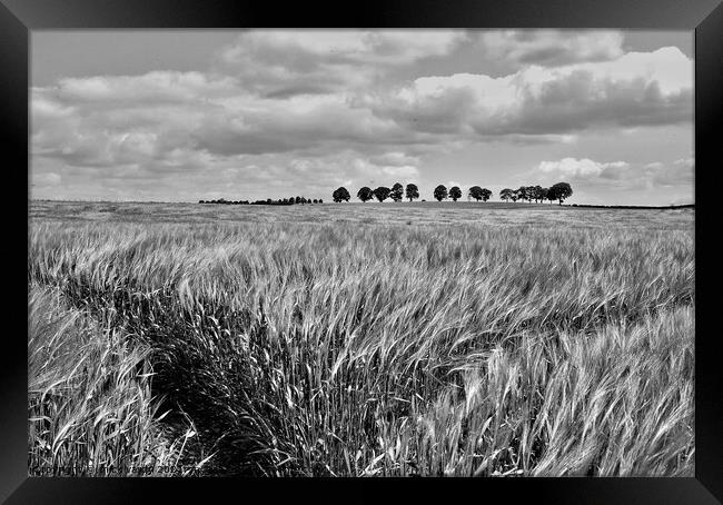 Tramlines in the barley field. Framed Print by mick vardy