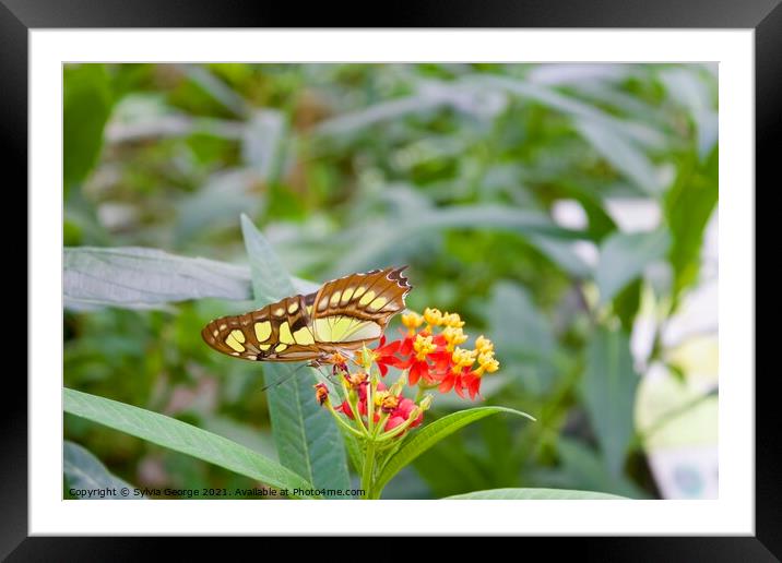 Butterfly Planting Framed Mounted Print by Sylvia George