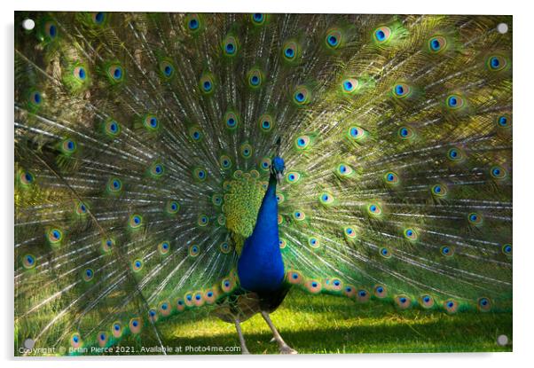 Peacock Acrylic by Brian Pierce