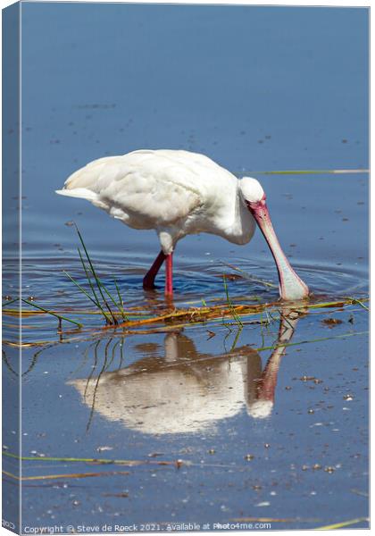 Spoonbill Wading Canvas Print by Steve de Roeck
