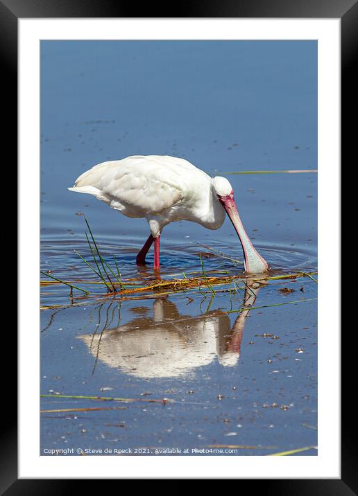 Spoonbill Wading Framed Mounted Print by Steve de Roeck