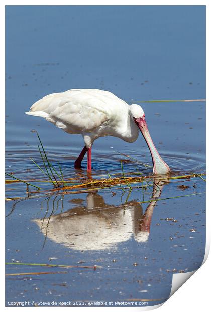 Spoonbill Wading Print by Steve de Roeck