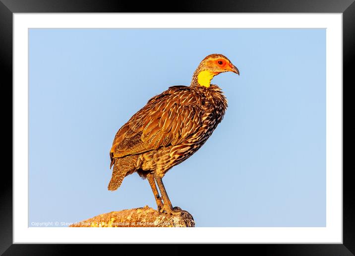 Yellow Necked Spurfowl; Pternistis leucoscepus) Framed Mounted Print by Steve de Roeck
