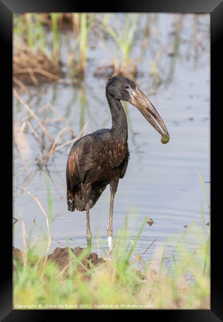 African Openbill Stork with Molusc. Framed Print by Steve de Roeck