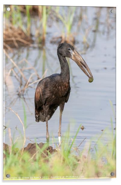 African Openbill Stork with Molusc. Acrylic by Steve de Roeck