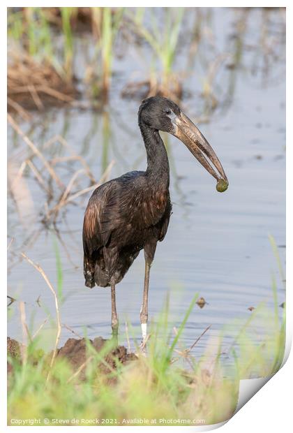 African Openbill Stork with Molusc. Print by Steve de Roeck