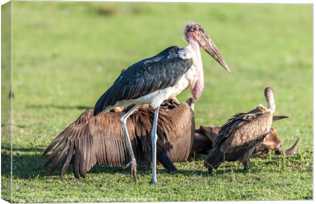 A Marabou Stork With Vultures Canvas Print by Steve de Roeck