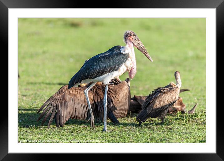 A Marabou Stork With Vultures Framed Mounted Print by Steve de Roeck