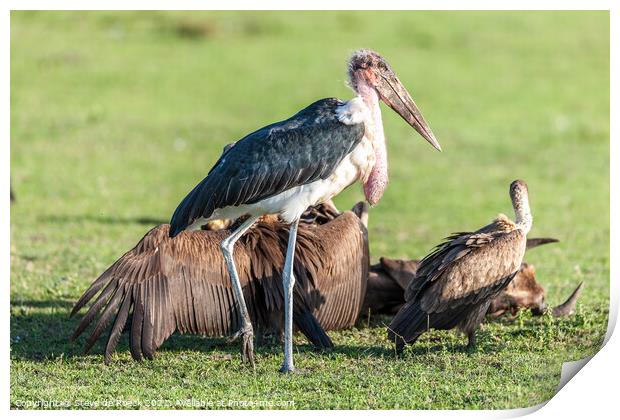 A Marabou Stork With Vultures Print by Steve de Roeck