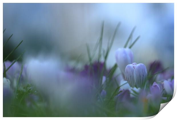 Crocus 2 Print by Angela Redrupp