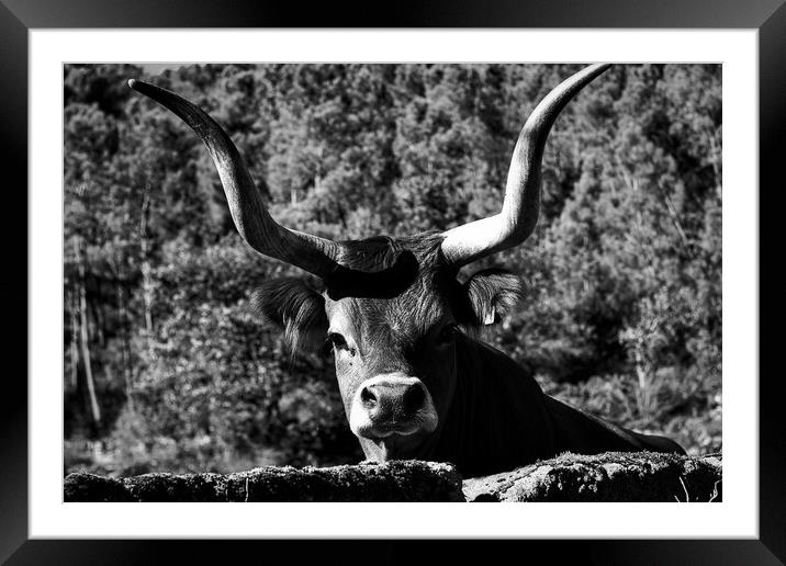 Majestic Cachena Cow Framed Mounted Print by Jesus Martínez