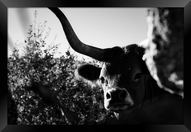 Majestic Cachena Cow Framed Print by Jesus Martínez