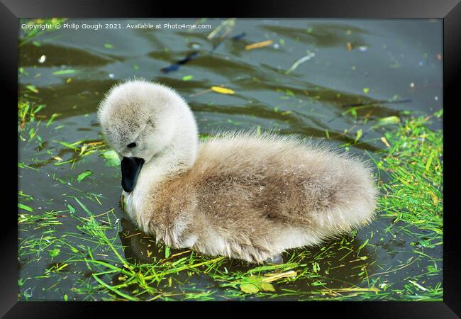 A Cygnet looking inquisitive into the water Framed Print by Philip Gough