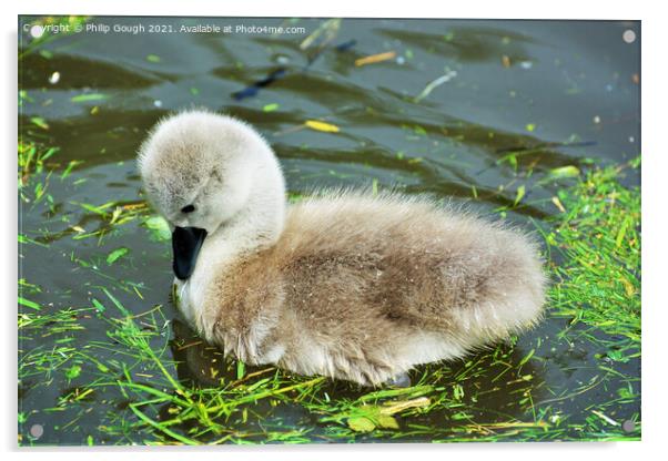 A Cygnet looking inquisitive into the water Acrylic by Philip Gough