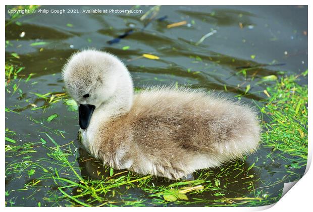 A Cygnet looking inquisitive into the water Print by Philip Gough