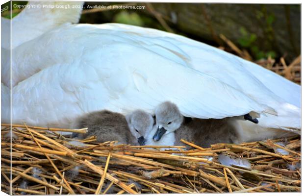 Cygnets under wing Canvas Print by Philip Gough