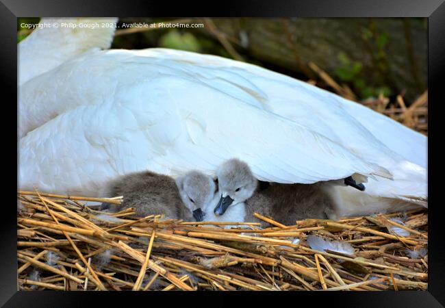 Cygnets under wing Framed Print by Philip Gough