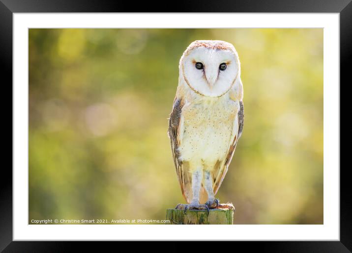 Barn Owl Portrait - Bird of Prey - Bird Wildlife Sun Sunshine  Framed Mounted Print by Christine Smart