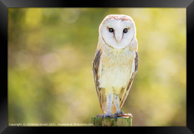 Barn Owl Portrait - Bird of Prey - Bird Wildlife Sun Sunshine  Framed Print by Christine Smart