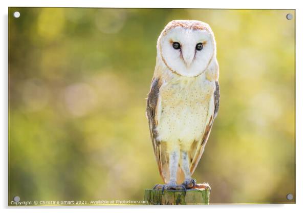 Barn Owl Portrait - Bird of Prey - Bird Wildlife Sun Sunshine  Acrylic by Christine Smart