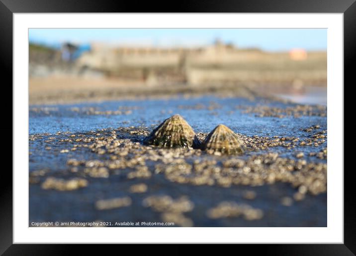 Seashells Framed Mounted Print by ami Photography