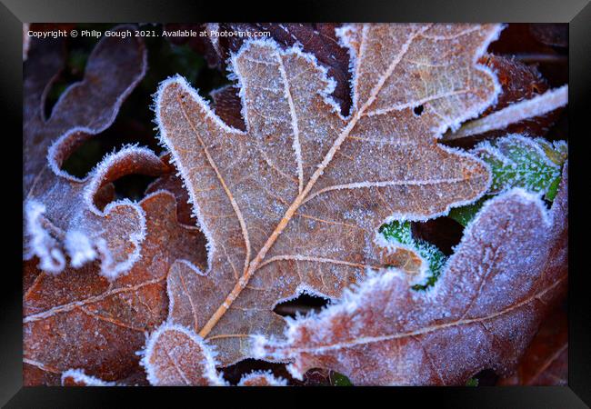 Frosty leaves Framed Print by Philip Gough