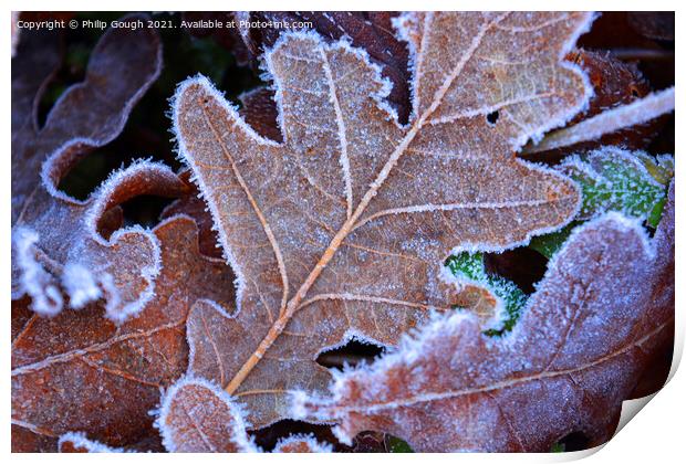 Frosty leaves Print by Philip Gough