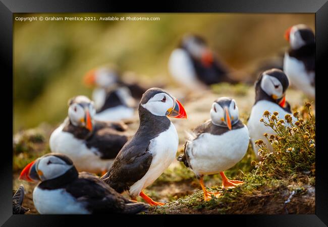 Atlantic Puffins Framed Print by Graham Prentice