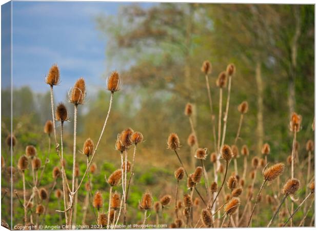Teasels at Barlow Common  Canvas Print by Angela Cottingham