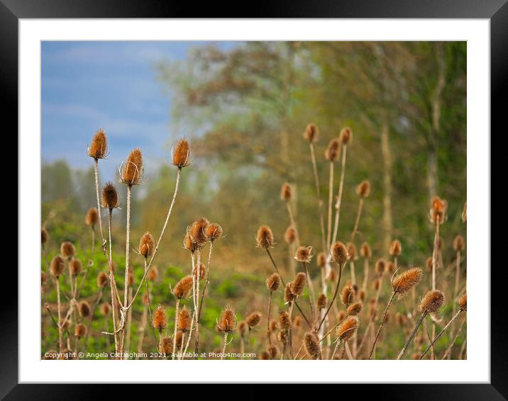 Teasels at Barlow Common  Framed Mounted Print by Angela Cottingham