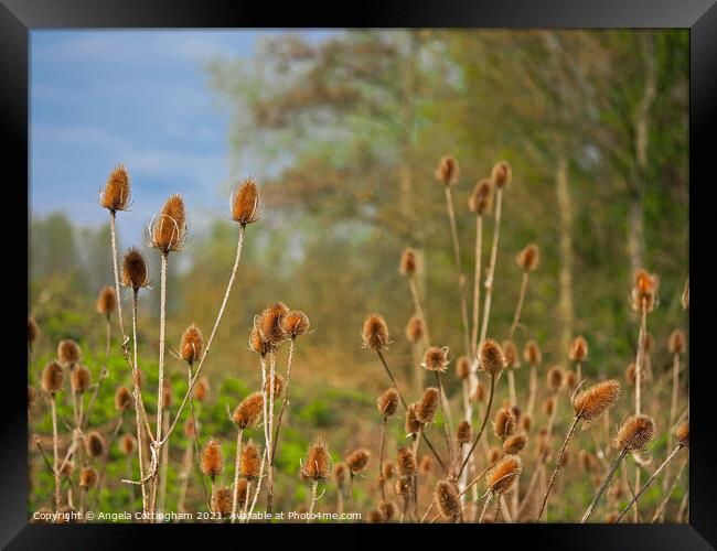 Teasels at Barlow Common  Framed Print by Angela Cottingham