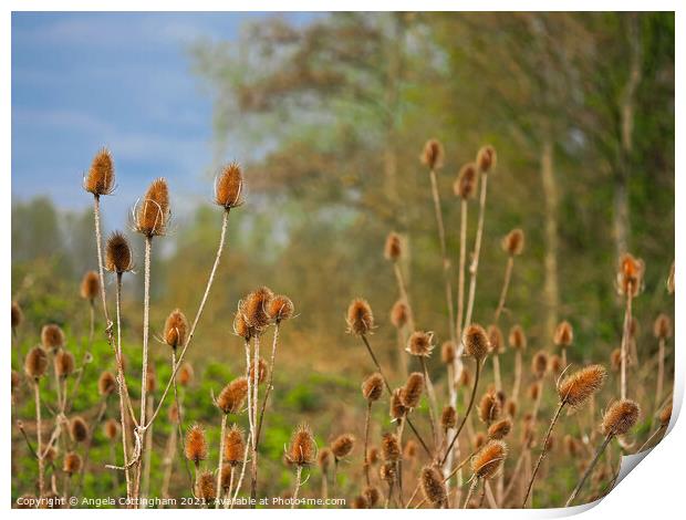 Teasels at Barlow Common  Print by Angela Cottingham