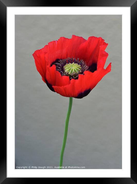 Red Poppy (Papaveroideae) Framed Mounted Print by Philip Gough
