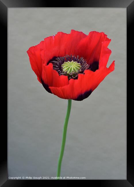 Red Poppy (Papaveroideae) Framed Print by Philip Gough